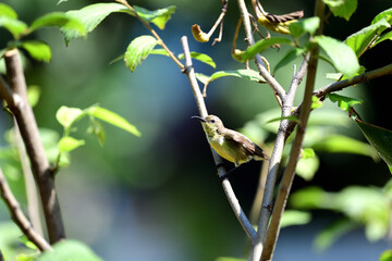 Female Olive - backed Sunbird