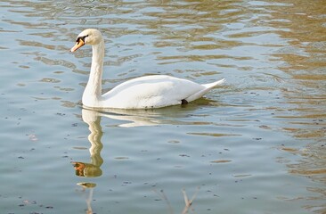 Schwan im Wasser