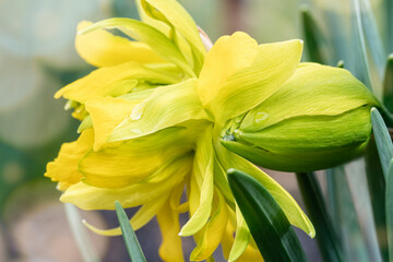 Obraz premium Closeup of water drops on a daffodil petal