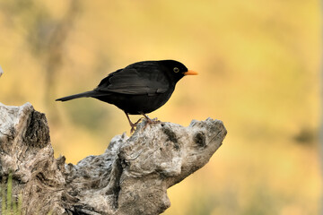 mirlo (Turdus merula) posado en un tronco seco 