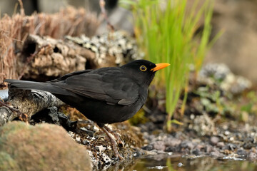 mirlo (Turdus merula) posado en el borde del estanque 