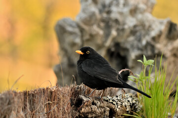  mirlo (Turdus merula) posado en el borde del estanque 
