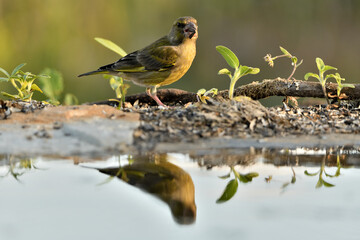 verderón europeo o verderón común (Chloris chloris)
