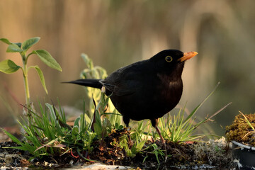mirlo (Turdus merula) posado en el borde del estanque 
