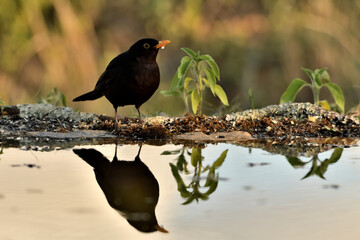 mirlo (Turdus merula) posado en el borde del estanque y reflejado en el agua

