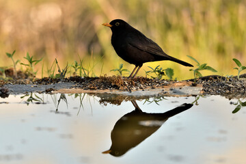 mirlo (Turdus merula) posado en el borde del estanque y reflejado en el agua
