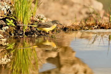  lavandera cascadeña (Motacilla cinerea) reflejada en el agua del estanque