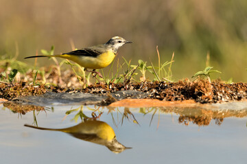  lavandera cascadeña (Motacilla cinerea) reflejada en el agua del estanque