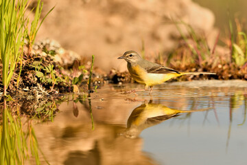  lavandera cascadeña (Motacilla cinerea) reflejada en el agua del estanque