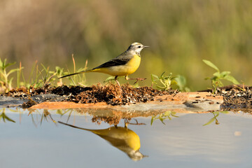  lavandera cascadeña (Motacilla cinerea) reflejada en el agua del estanque