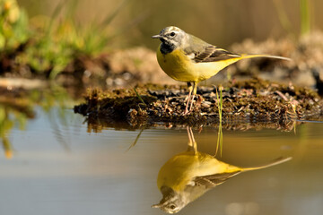  lavandera cascadeña (Motacilla cinerea) reflejada en el agua del estanque