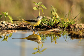  lavandera cascadeña (Motacilla cinerea) reflejada en el agua del estanque