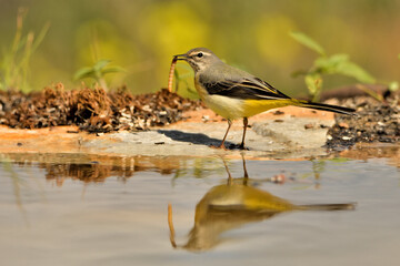  lavandera cascadeña (Motacilla cinerea) reflejada en el agua del estanque