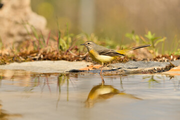  lavandera cascadeña (Motacilla cinerea) reflejada en el agua del estanque
