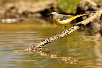  lavandera cascadeña (Motacilla cinerea) reflejada en el agua del estanque