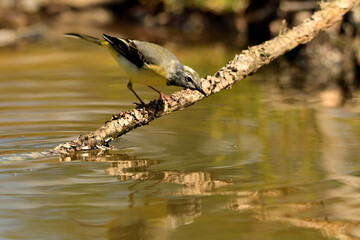 lavandera cascadeña (Motacilla cinerea) reflejada en el agua del estanque
