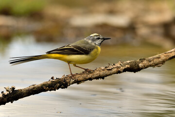  lavandera cascadeña (Motacilla cinerea) reflejada en el agua del estanque