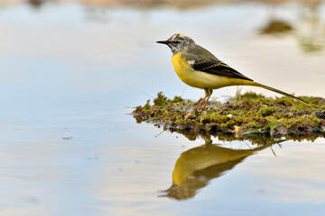  lavandera cascadeña (Motacilla cinerea) reflejada en el agua del estanque
