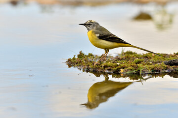  lavandera cascadeña (Motacilla cinerea) reflejada en el agua del estanque