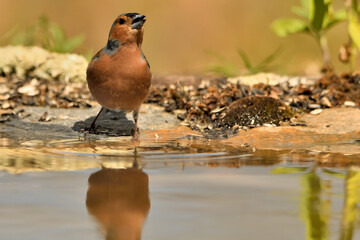 pinzón vulgar (Fringilla coelebs) bebiendo agua en el estanque 