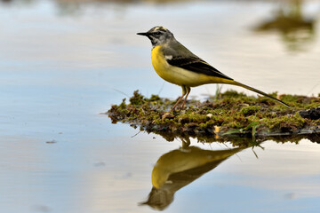  lavandera cascadeña (Motacilla cinerea) reflejada en el agua del estanque