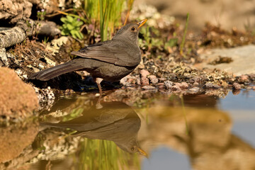 mirlo (turdus merula) posado en el borde del estanque, 