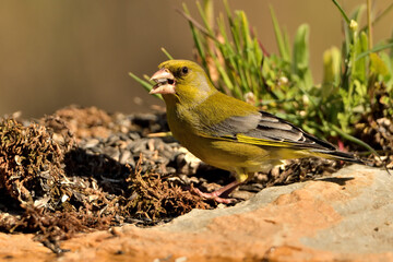 verderón europeo o verderón común​ (Chloris chloris)​ comiendo semillas