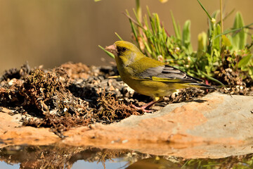 verderón europeo o verderón común​ (Chloris chloris)​ comiendo semillas