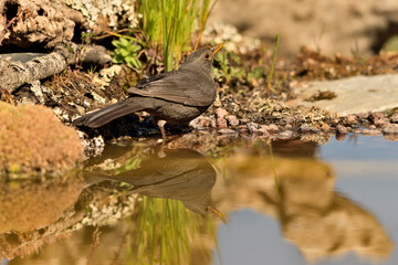 mirlo (turdus merula) posado en el borde del estanque, 