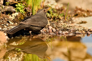 mirlo (turdus merula) posado en el borde del estanque, 