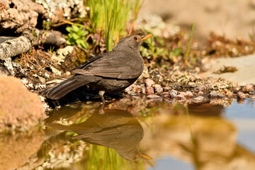 mirlo (turdus merula) posado en el borde del estanque, 