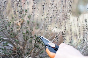 Bohnenkraut (Satureja) zurückschneiden / Konzept: Rückschnitt von Kräutern im Garten in einer...