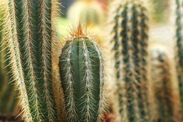 bright cacti background