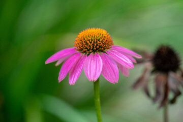 Eastern purple coneflower. Isolated from the background. Selective focus. Bokeh