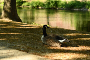 Canada goose lying in the shade on a path in front of a pond
