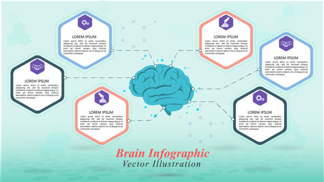 Infographic design contains 6 hexagon shapes pops up from brain illustration in the middle of design with cool background