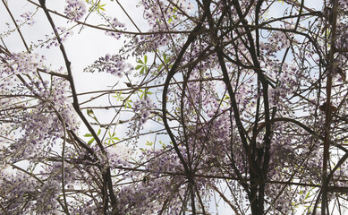 Spring flowers wisteria blooming in garden
