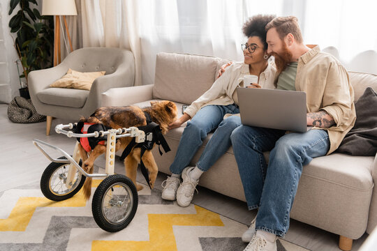 Positive multiethnic couple with coffee and laptop looking at handicapped dog in living room.