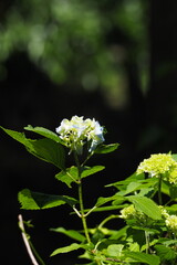 紫陽花, Hydrangea