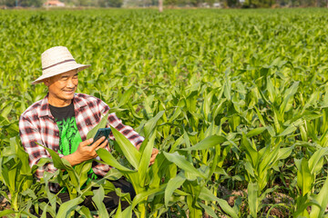 Naklejka na ściany i meble Corn farmers inspect corn fields for diseases, crops, and growth.