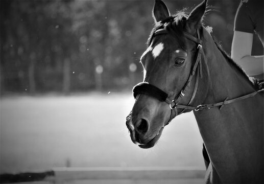 Portrait of beautiful racing horse black and white