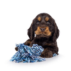 Adorable choc and tan English Coclerspaniel dog puppy, laying down facing front with toy. Looking towards camera, isolated on a white background.