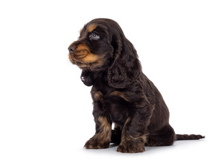 Adorable choc and tan English Coclerspaniel dog puppy, sitting up side ways. Looking side ways away from camera, isolated on a white background.