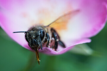 Bee and flower. Close up of a large striped bee collects honey on a  flower on a Sunny bright day. Macro horizontal photography. Summer and spring backgrounds

