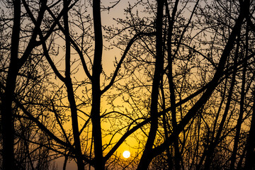 setting sun with tree branches in the foreground.