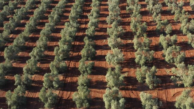 Aerial drone view of an olive trees plantage for the production of olive oil near Antequera, Andalusia, south Spain. Olive tree fiel seen from above