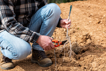 Farmer in the new vineyard prepares and plants the new vine seedlings in the ground. Agricultural...