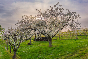 Fototapeta na wymiar Bird's-eye view of blossoming cherry trees in Wiesbaden-Frauenstein - Germany in the Rheingau