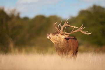 Red deer stag sniffing the air during the rut in autumn