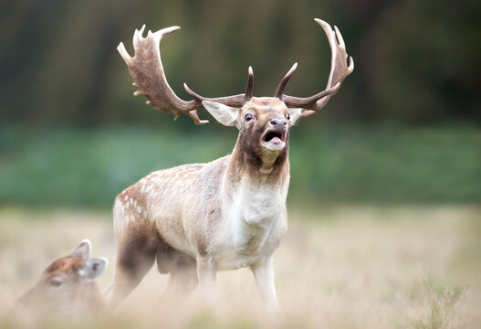 Fallow deer stag calling during the rut in autumn